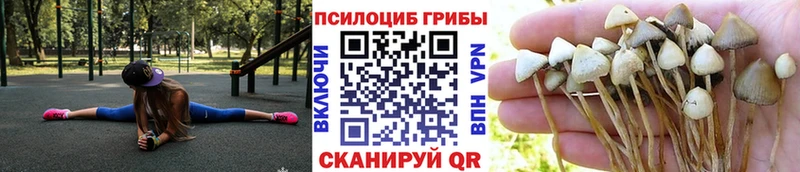 наркотики  Киреевск  Галлюциногенные грибы мицелий 